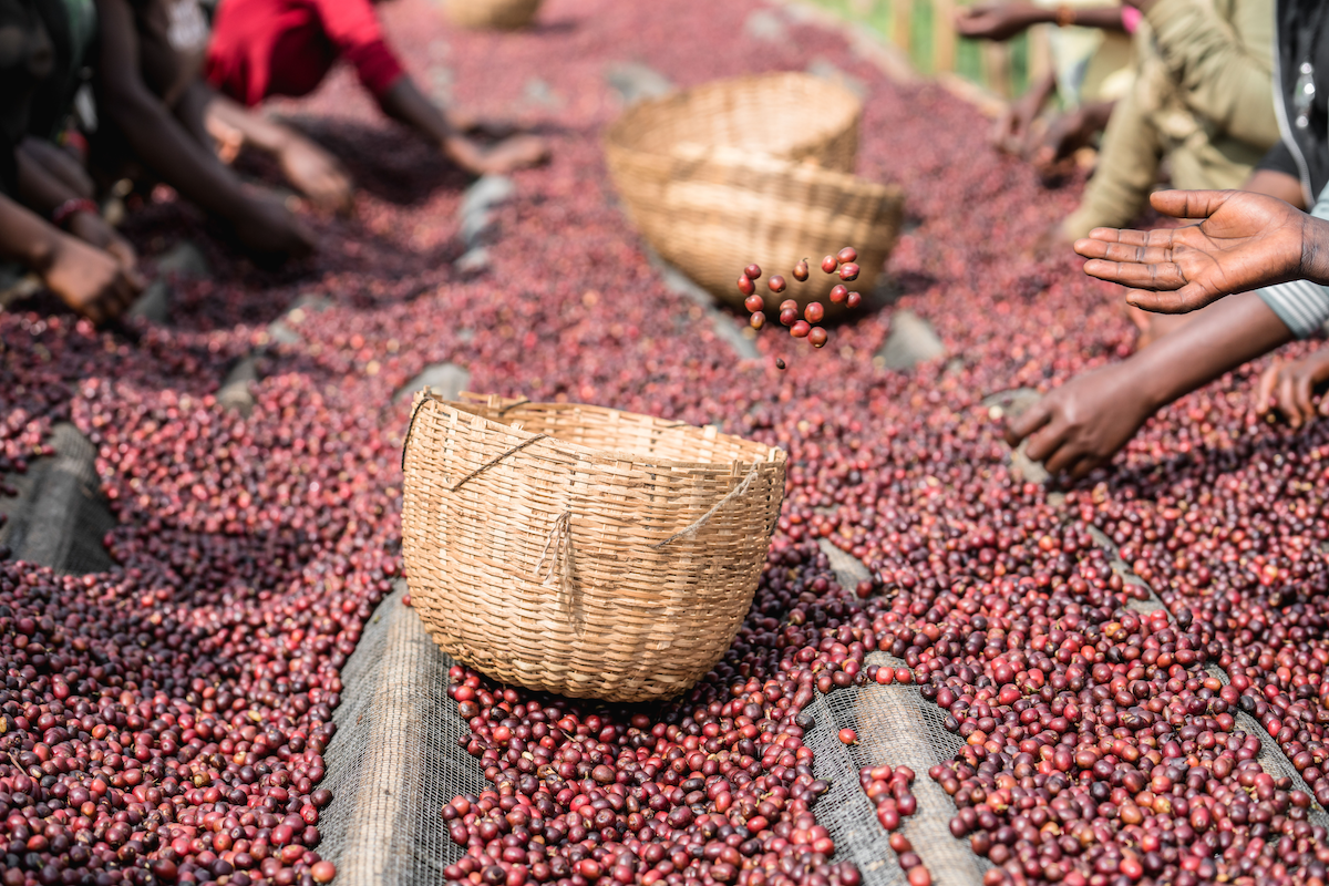 Farm stories Ethiopia Arsosala