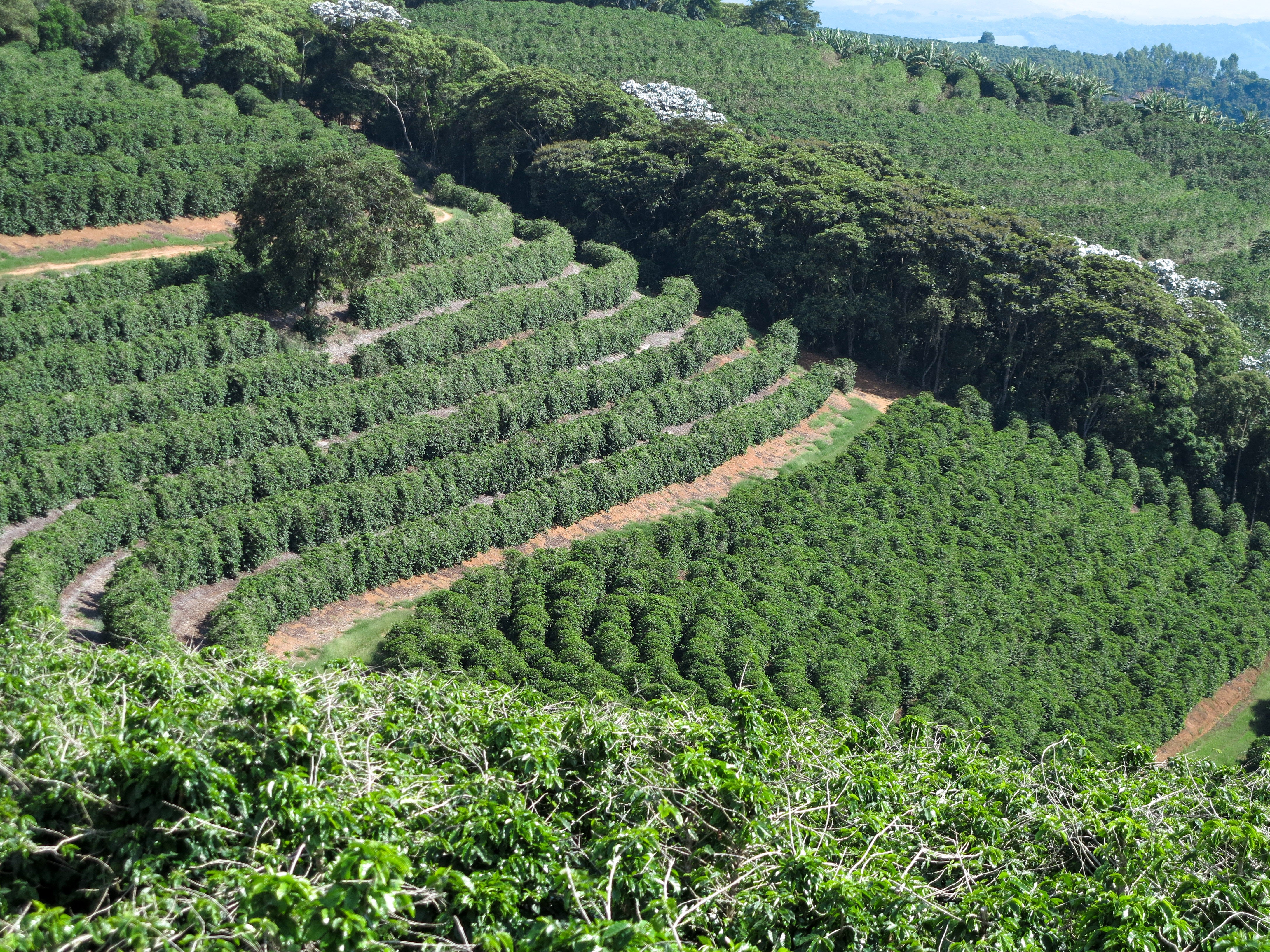 Brazil Fazenda Capim Seco