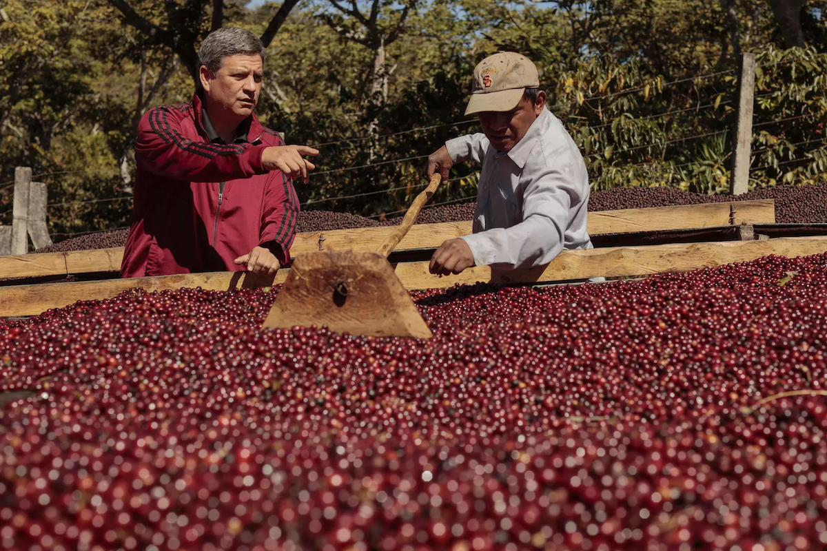 El Salvador Finca Himalaya