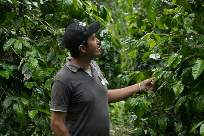 El Salvador Finca El Poso
