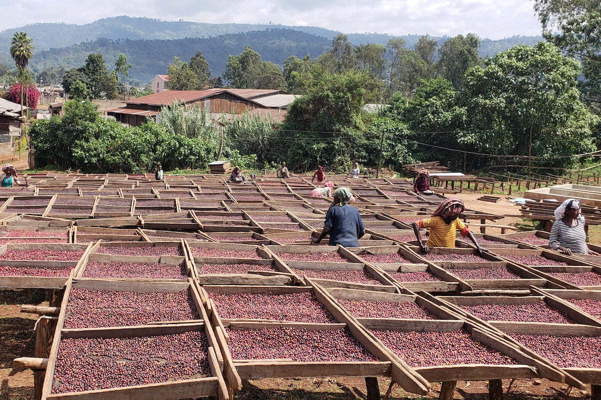 Ethiopia Banko Gotiti coffee drying on raised beds