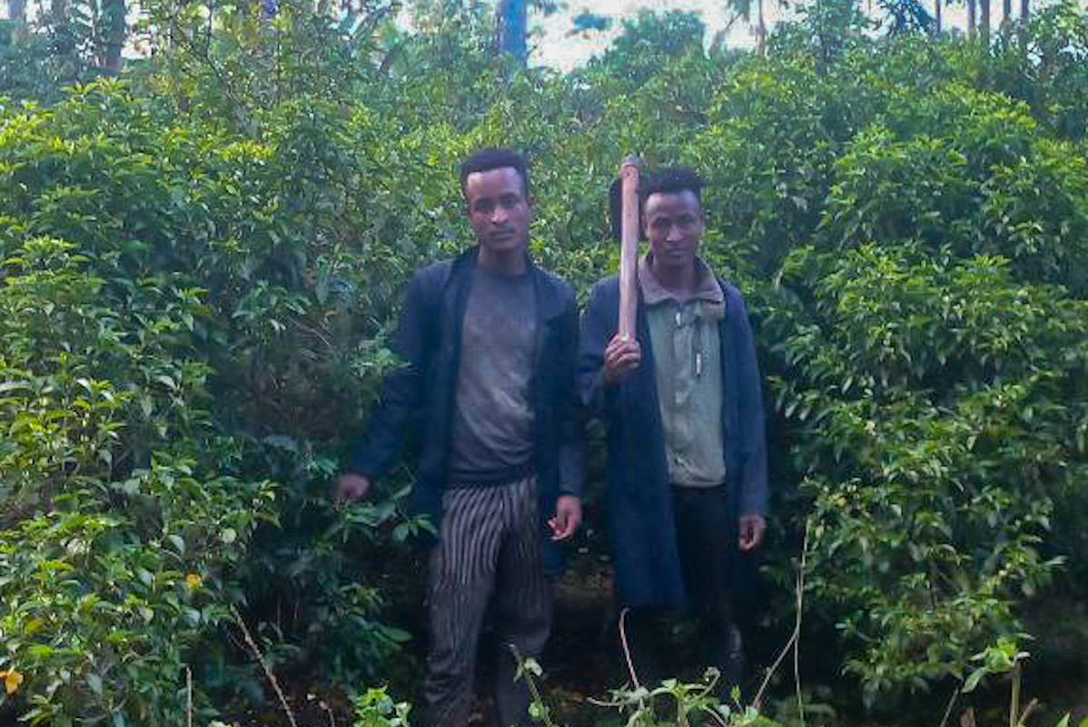 The Town Roaster Single Farmer Project in Ethiopia Halo Beriti