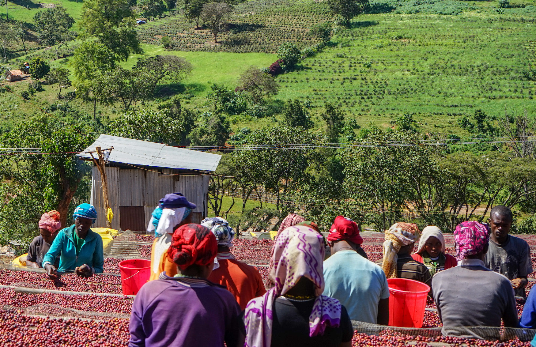 Organic Ethiopia coffee from Shakiso mill being sorted