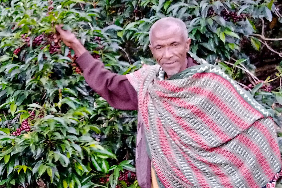 The Town Roaster Single Farmer Project in Ethiopia Arsosala