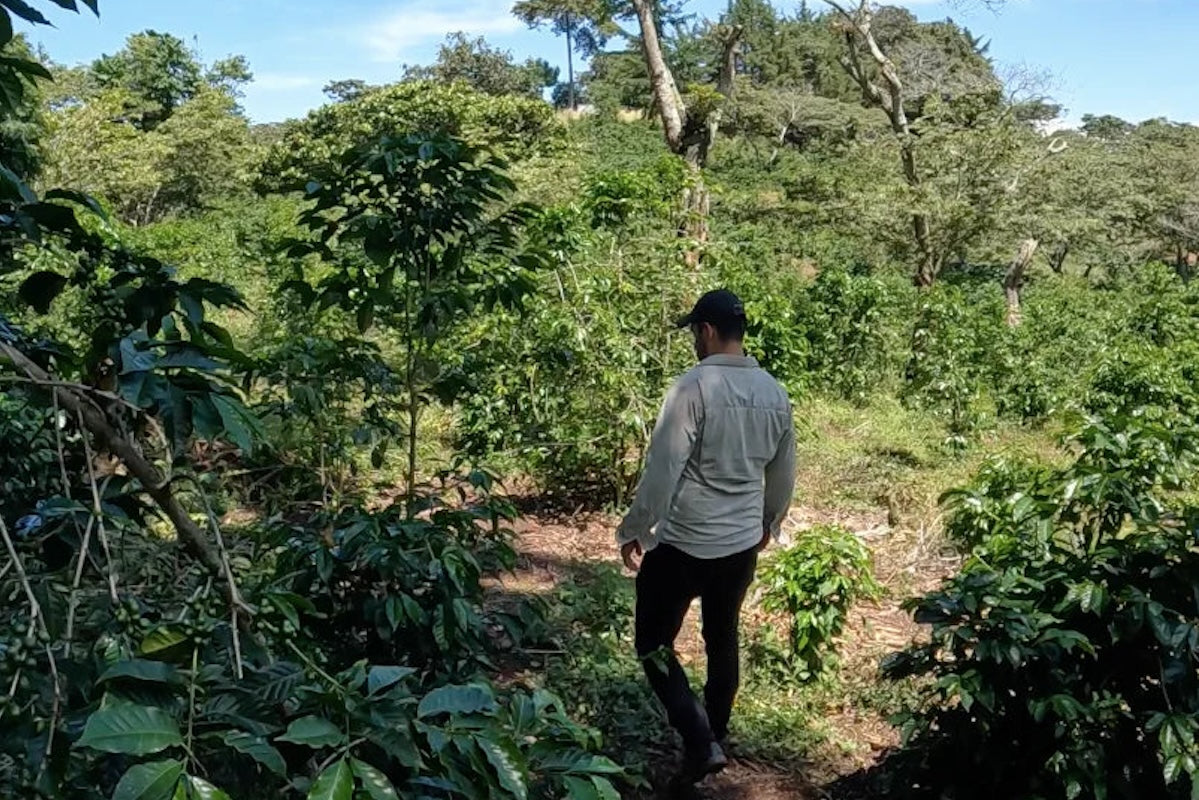 Guatemala Finca Concepcion