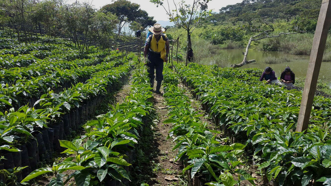 Guatemala Finca Los Caballitos