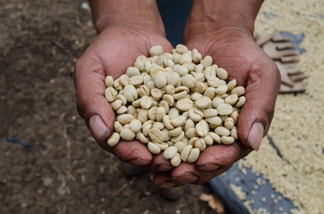 Guatemala Finca Alejandrina