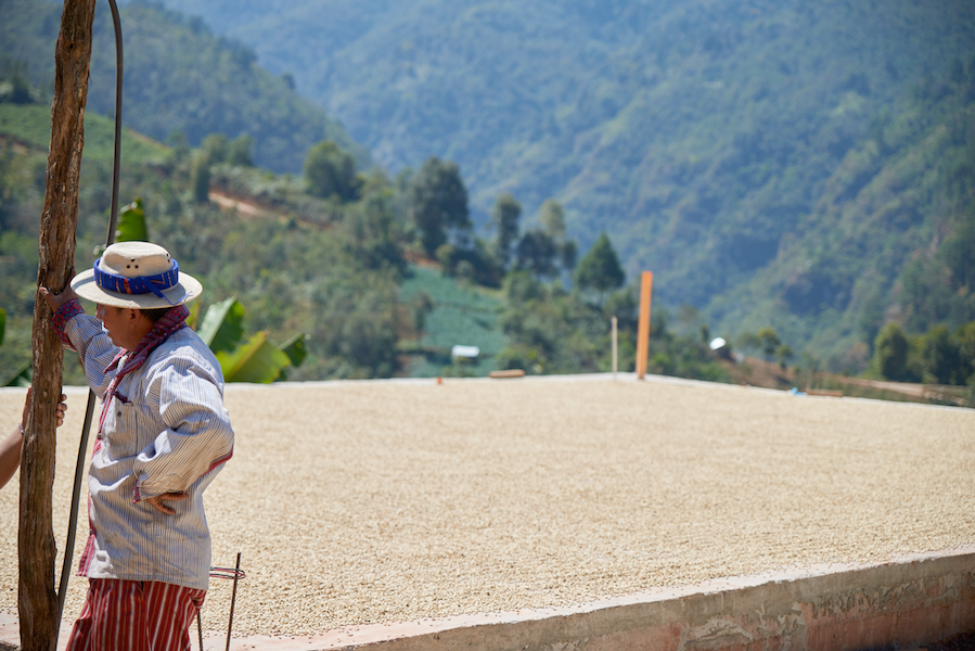 Guatemala Finca El Coyol