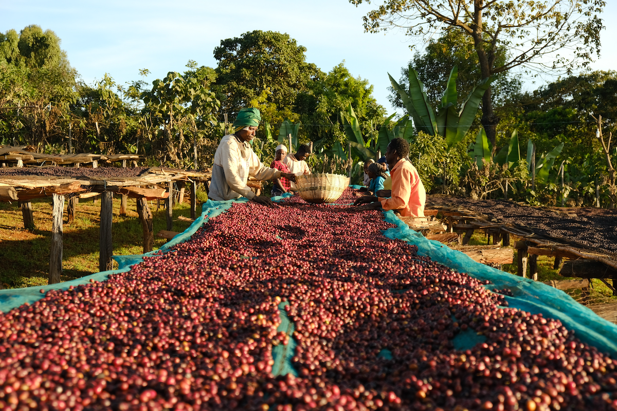 Ethiopia Guji Alaka