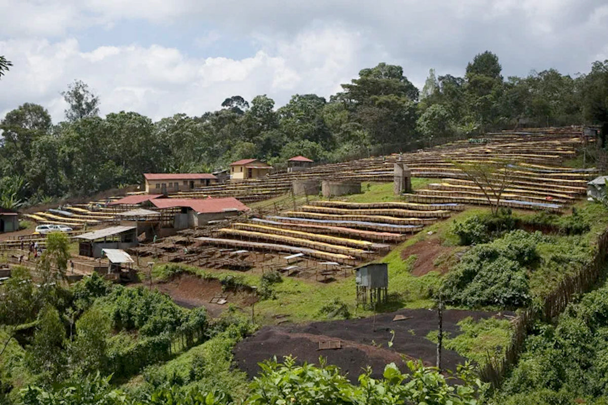 Ethiopia Halo Beriti Single Farmer coffee from The Town Roaster
