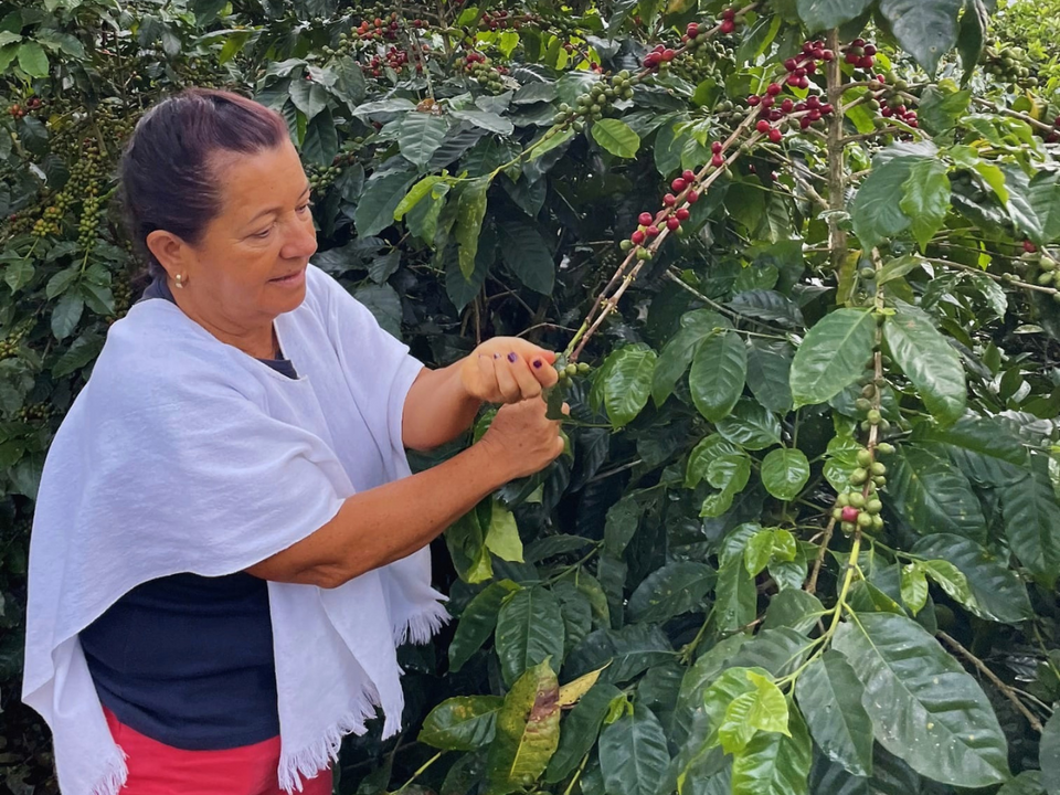Colombia La Leona