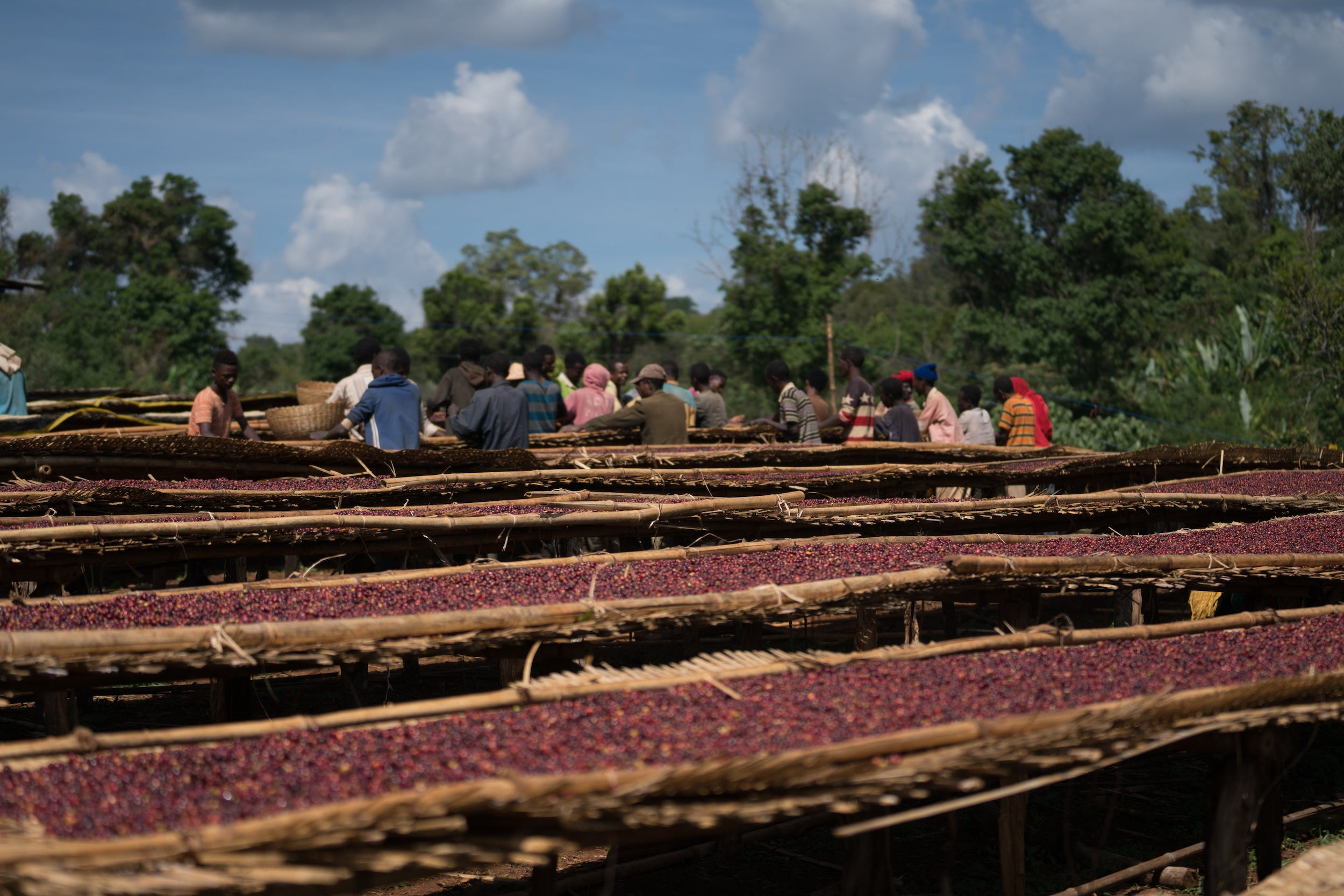 Ethiopia Guji Layo Taraga