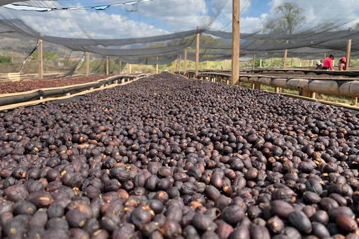 The Town Roaster Nicaragua Single Origin coffee beans from Finca Las Hortencias