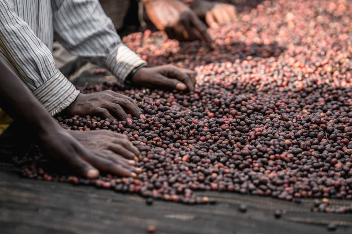 Ethiopia Guji Guribea