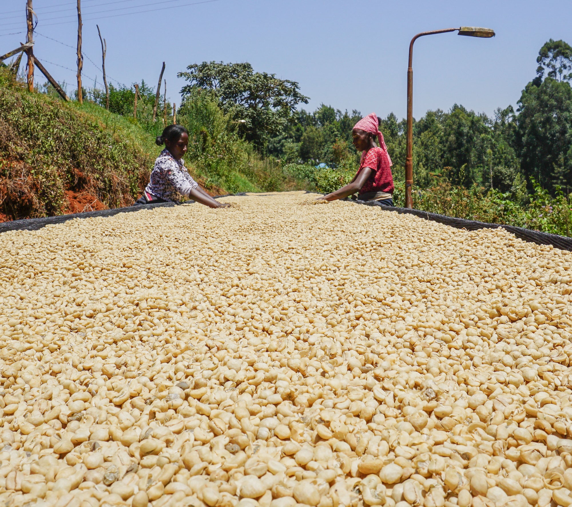 Coffee beans Washed processed in Kenya