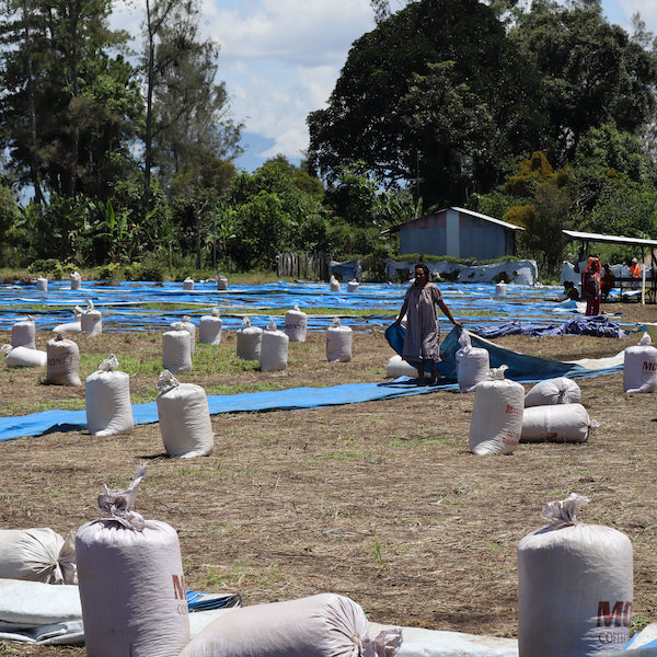 The Town Roaster Single Origin coffee beans from PNG Kindeng Mill