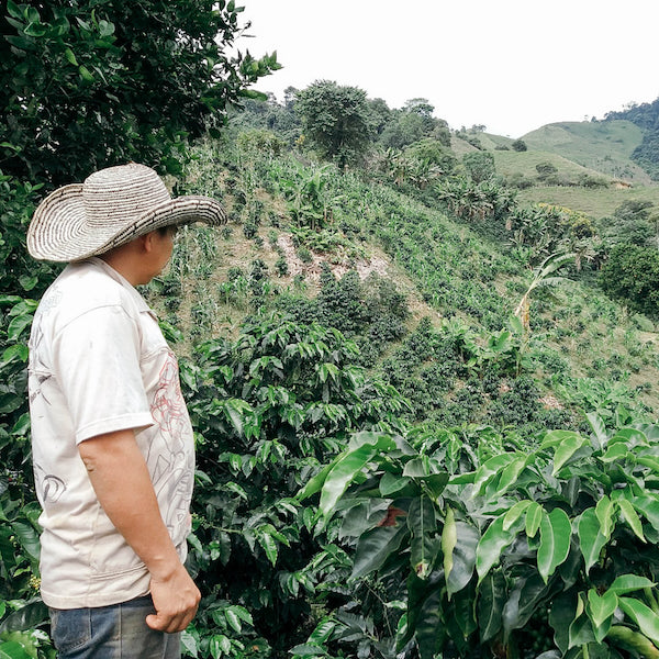 Colombia Planadas organic coffee farm