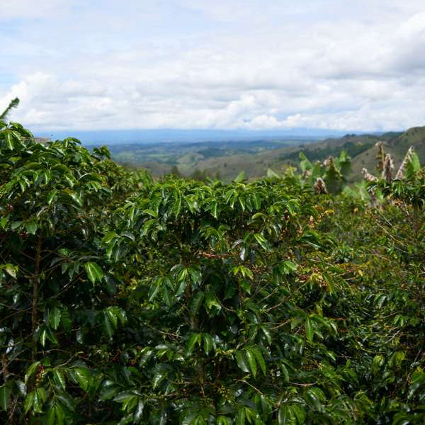 The Town Roaster Colombia Popayan Decaf coffee growing