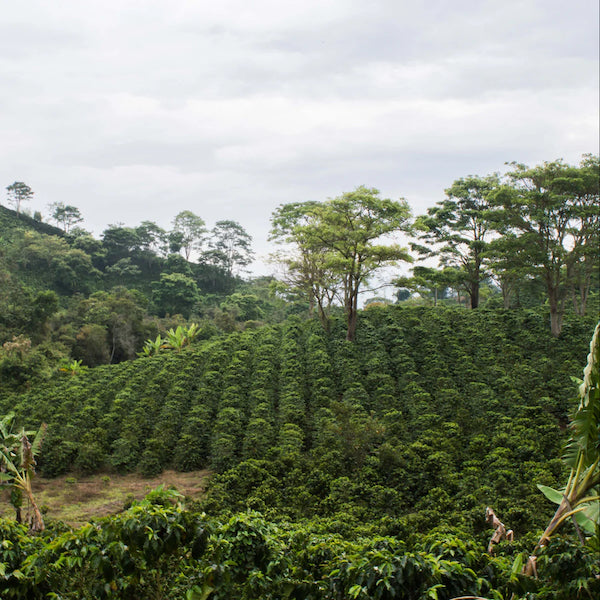 The Town Roaster Colombia Popayan Decaf coffee