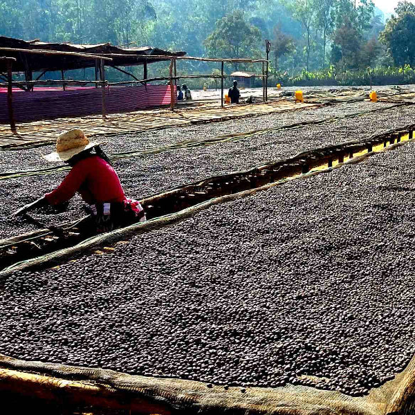 Ethiopia Rachia Coffee from The Town Roaster