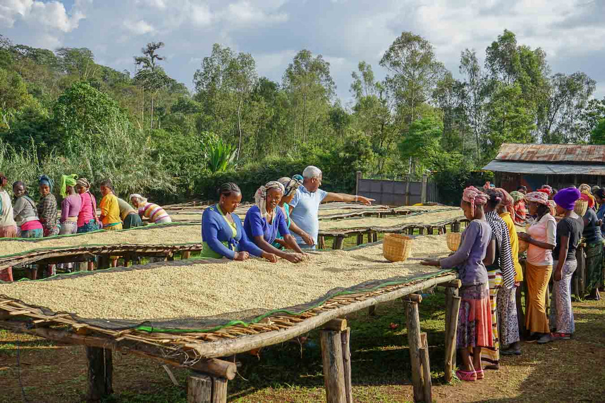 Ethiopia Banko Gotiti Washing station with coffee beans being sorted