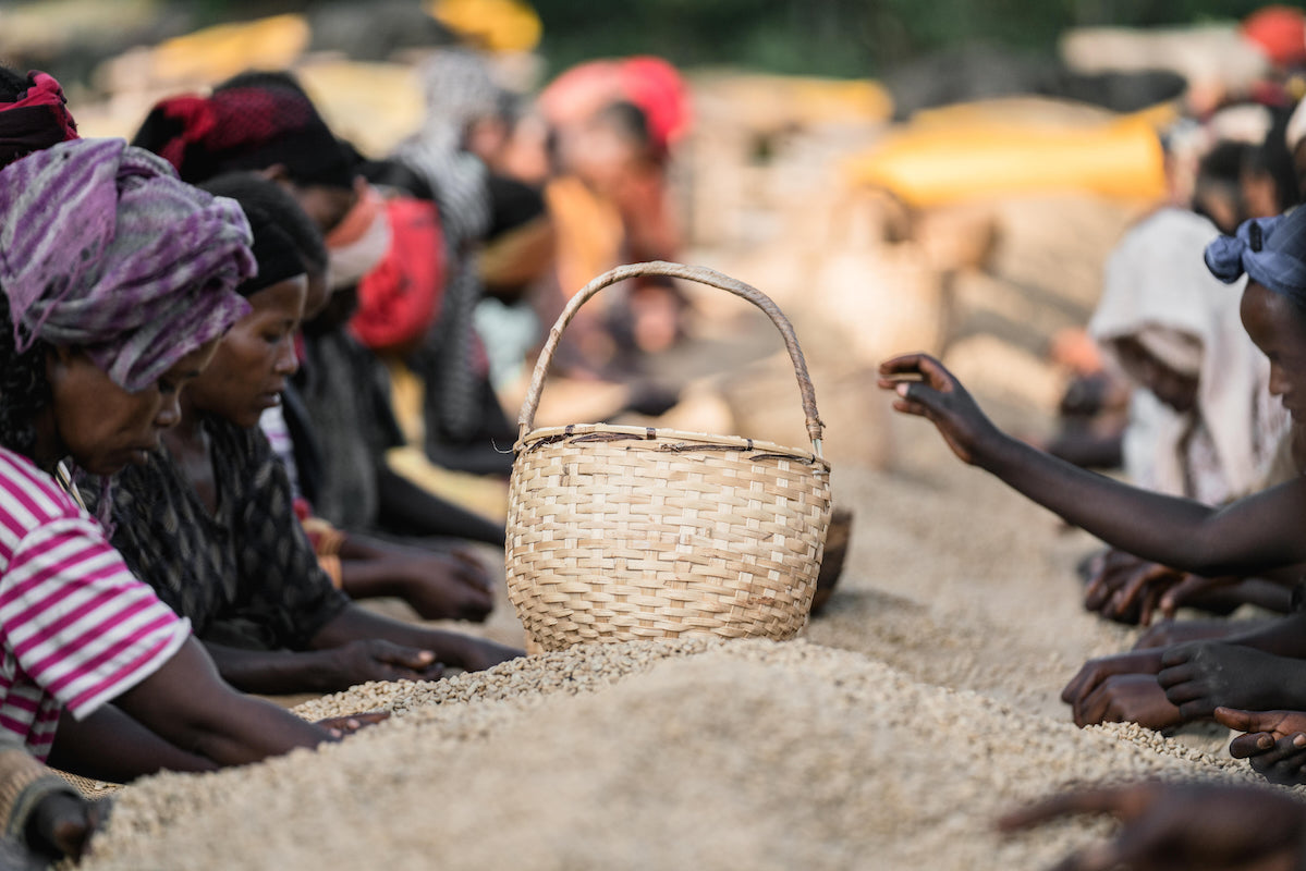 Ethiopia Yirgacheffe Chelchele coffee beans