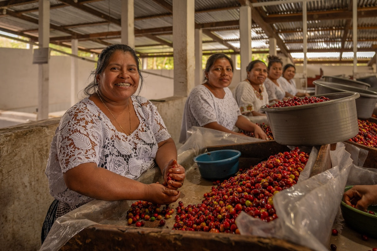 Guatemala Cooperativa Integral Agrícola Chicoj
