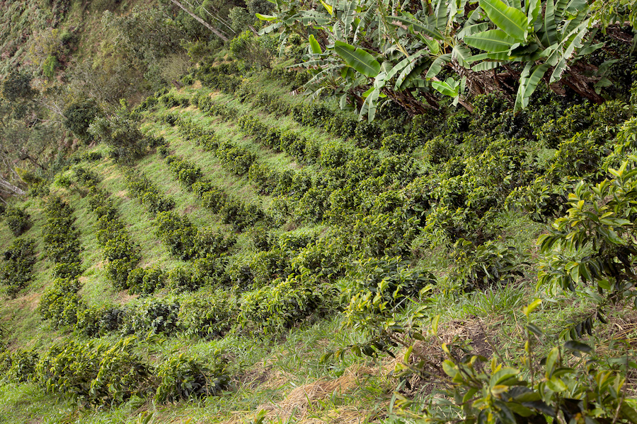 Colombia Finca Juan Martin