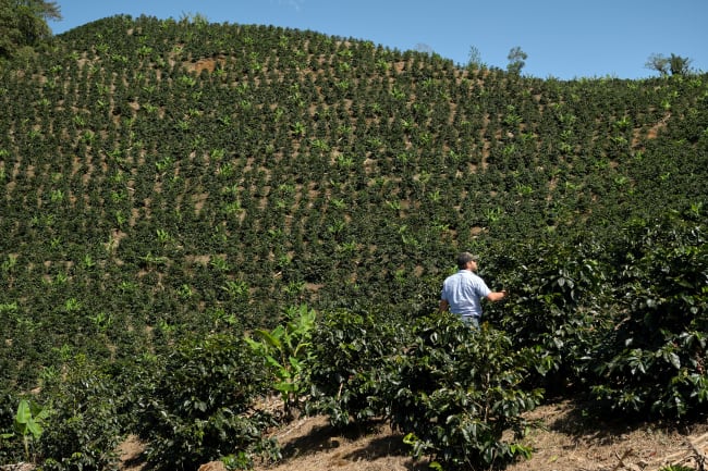 Coffee farmer at Costa Rica Finca San Calletano