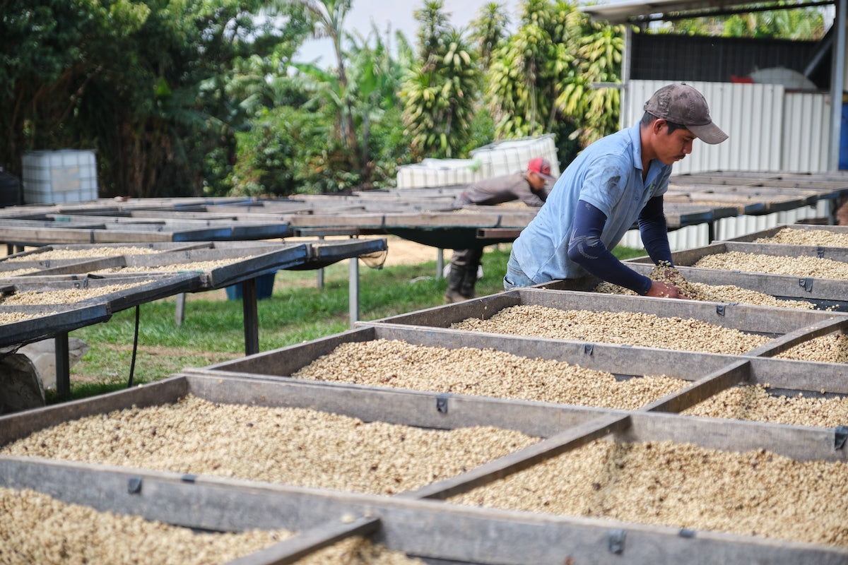 Costa Rica Finca Principe Azul coffee farm