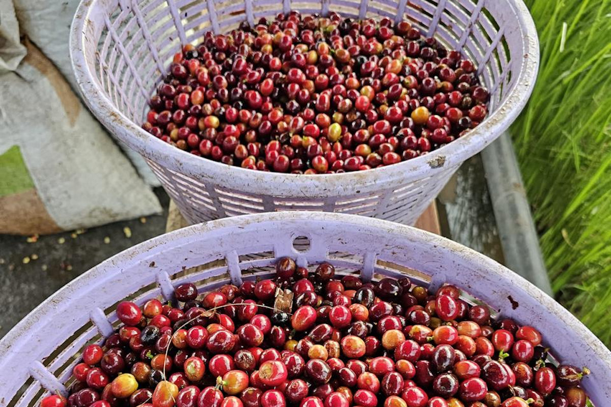 Single Origin Costa Rica Finca Don Jose coffee beans at The Town Roaster
