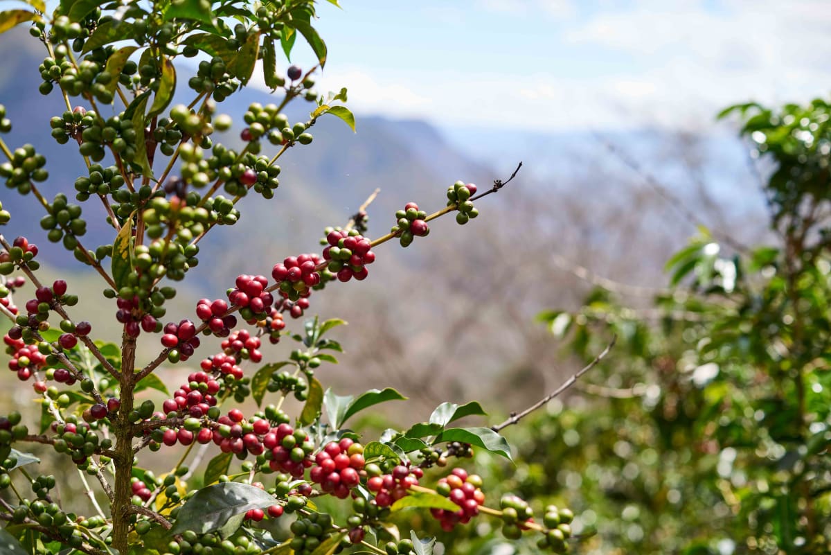 Ecuador Finca Del Pisque