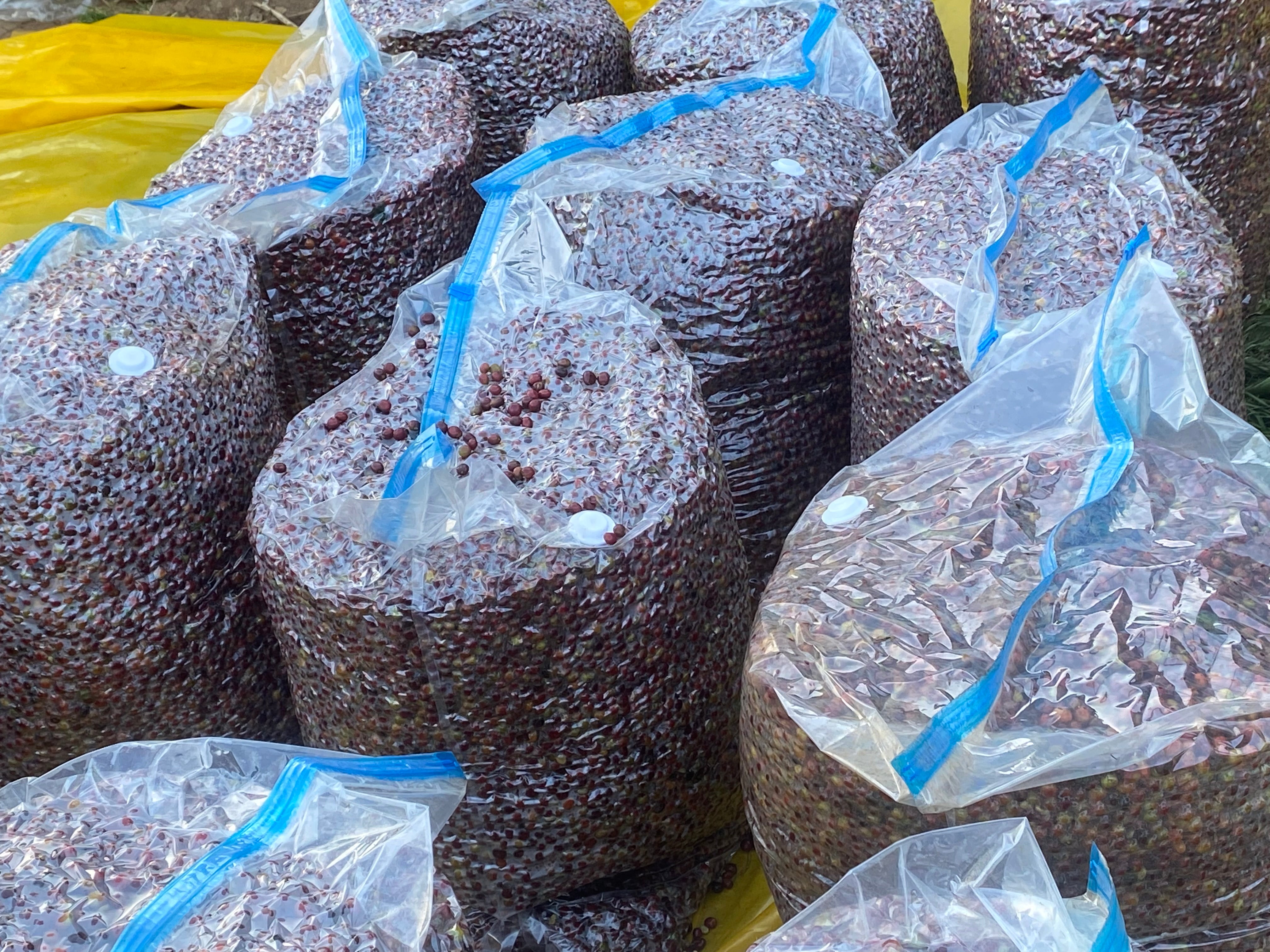Coffee from Ethiopia Yirgacheffe Idido fermenting in sacks