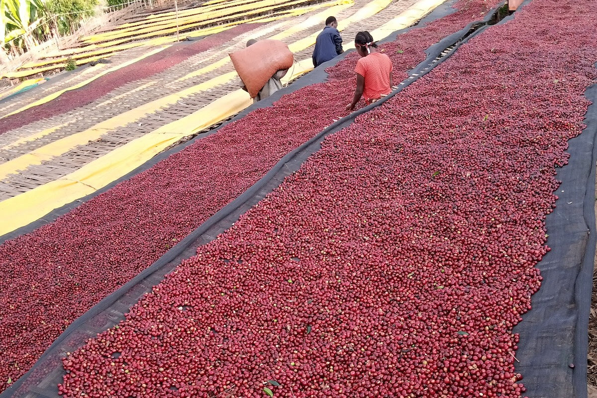 Ethiopia Halo Beriti Single Farmer Project coffee beans drying