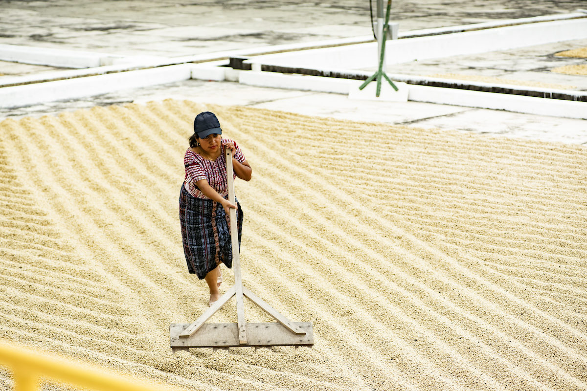 Guatemala Finca Pampojilá