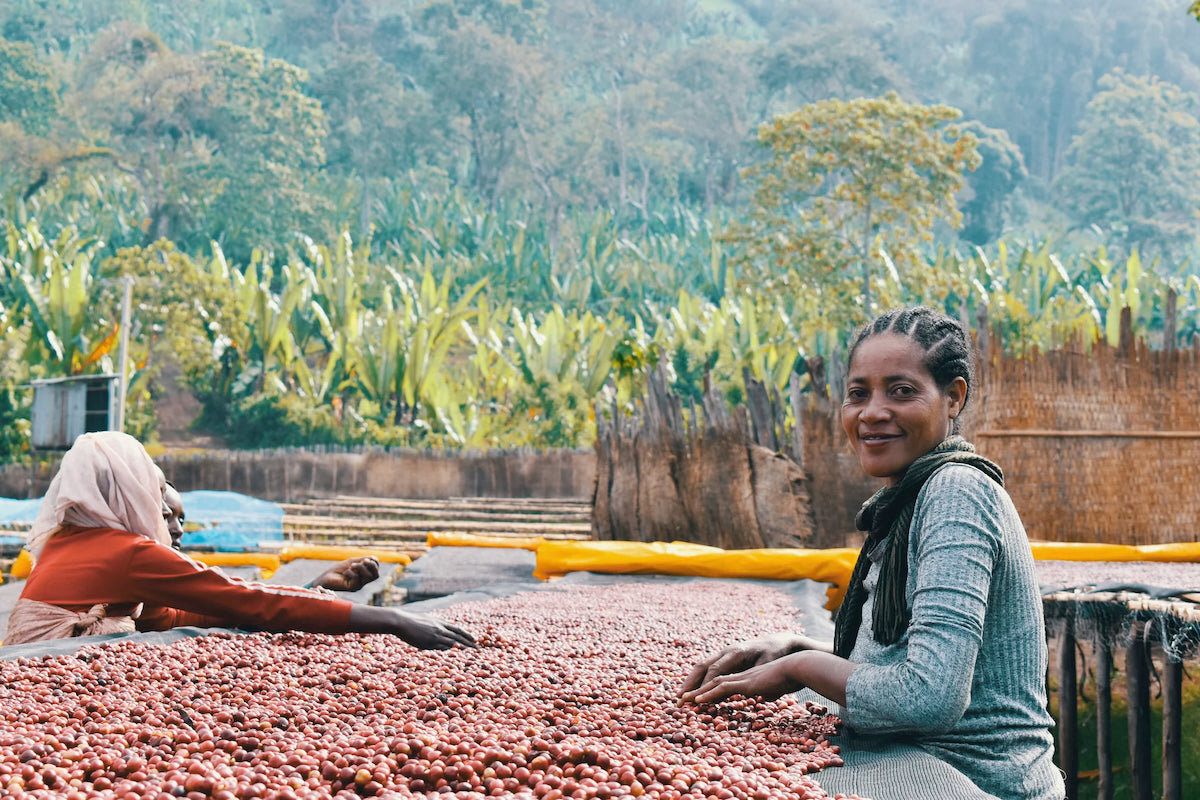 Ethiopia Shentawane Single Origin coffee from The Town Roaster