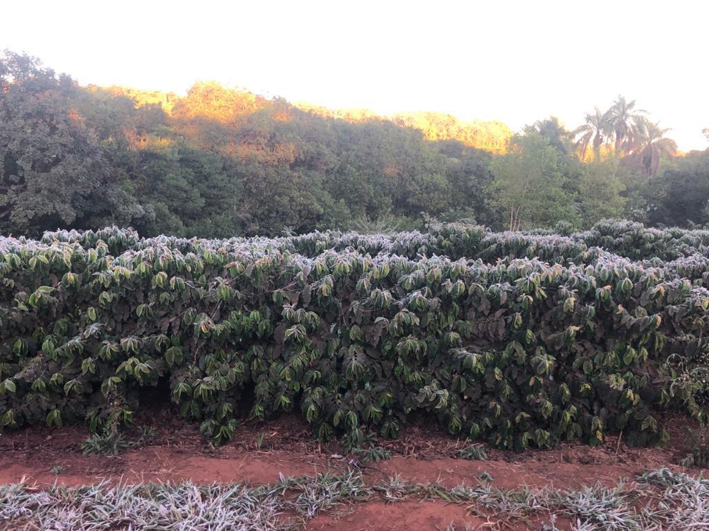 Severe frosts in Brazil cause coffee anxiety