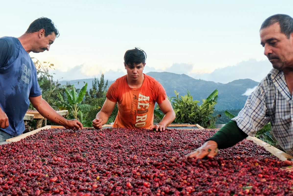 Coffee processing at Costa Rica Los Madrigal Micromill