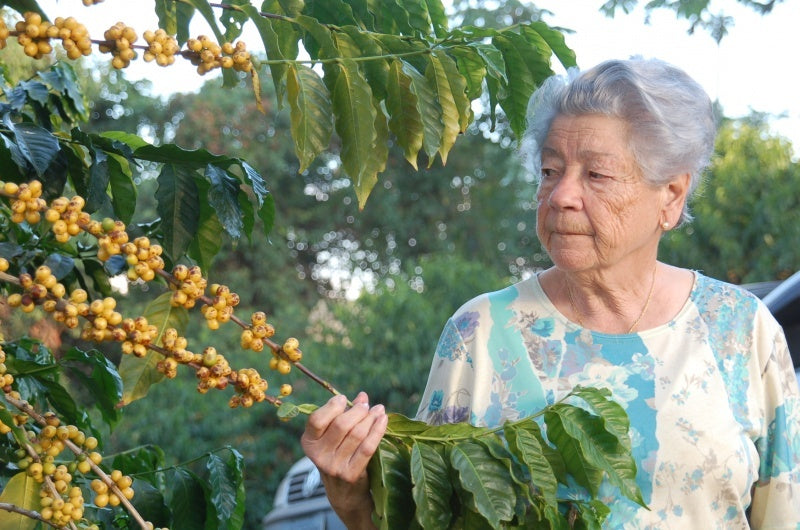 Brazil Fazenda Sertão