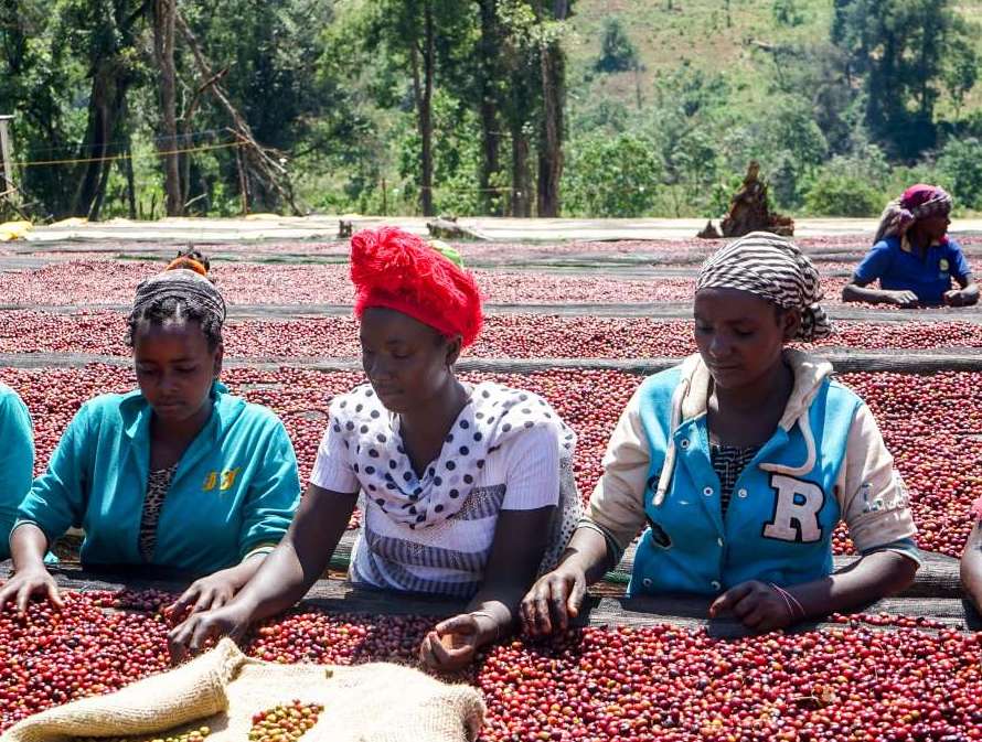 Ethiopia Yirgacheffe Gersi