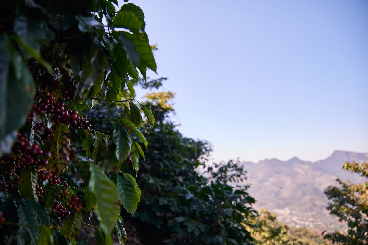 Guatemala Finca Los Chorros