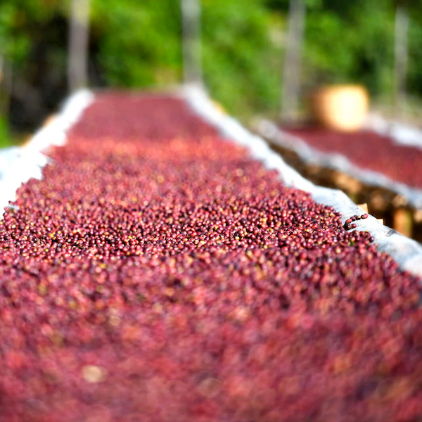 Ethiopia Single Farmer Arsosala Coffee from The Town Roaster
