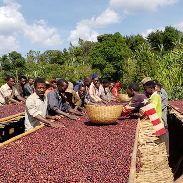 The Town Roaster Ethiopia Banko Gotiti Filter roast coffee beans