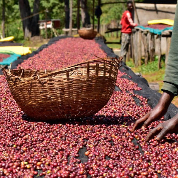 Ethiopia coffee cherries on raised African beds