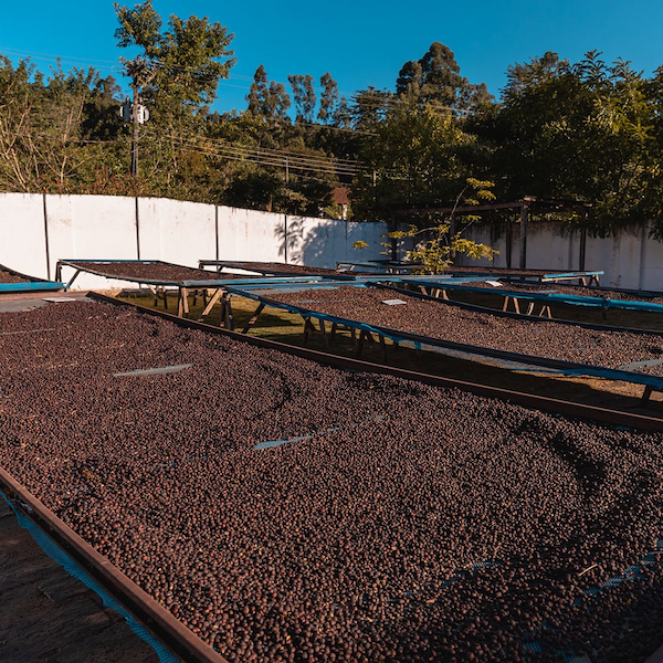 Brazil Beneficio Pedra Branca Coffee from The Town Roaster