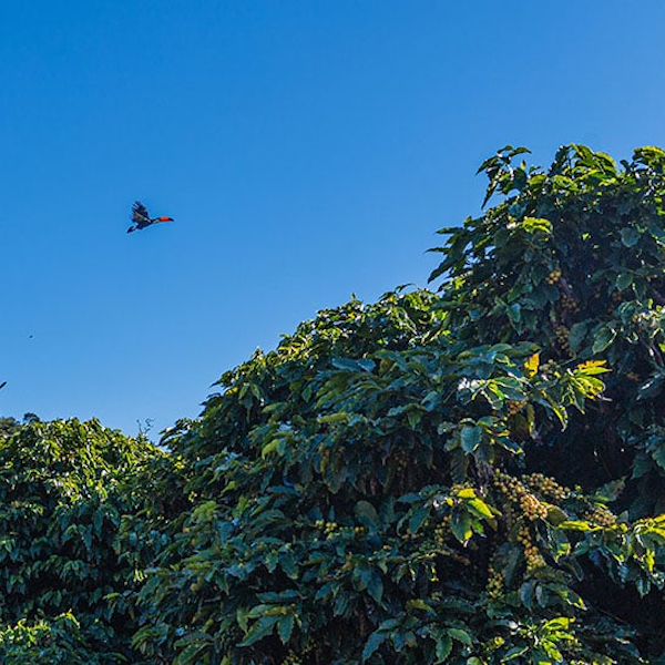Brazil Beneficio Pedra Branca Coffee from The Town Roaster