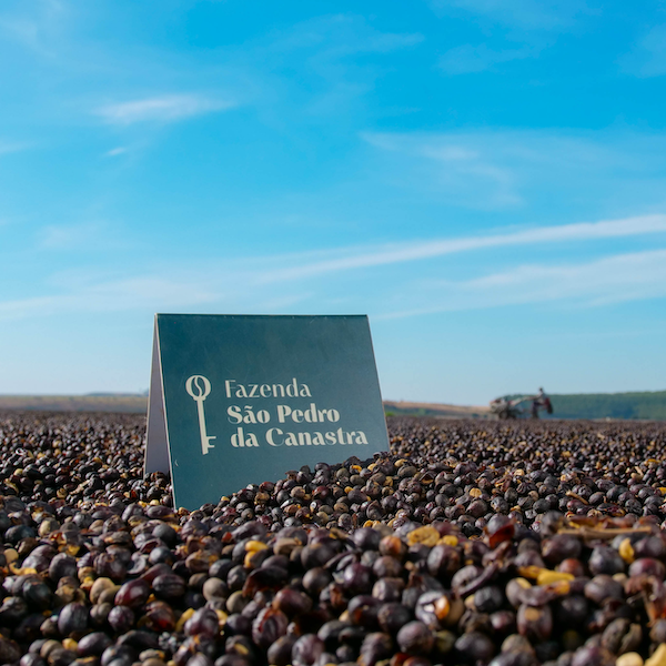 Brazil Canastra Farm Coffee from The Town Roaster