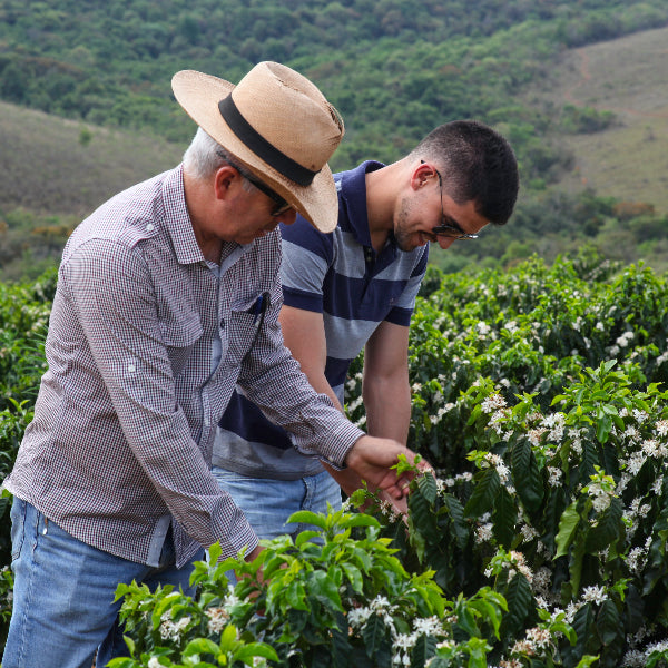 Brazil Espigao Farm Coffee from The Town Roaster