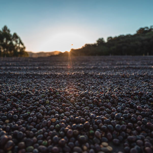 Brazil patio drying coffee cherries