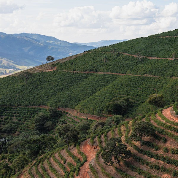 Brazil coffee farm